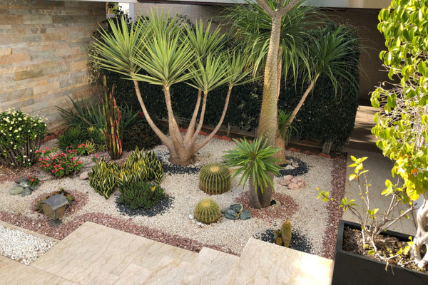 Desert landscape deals plants