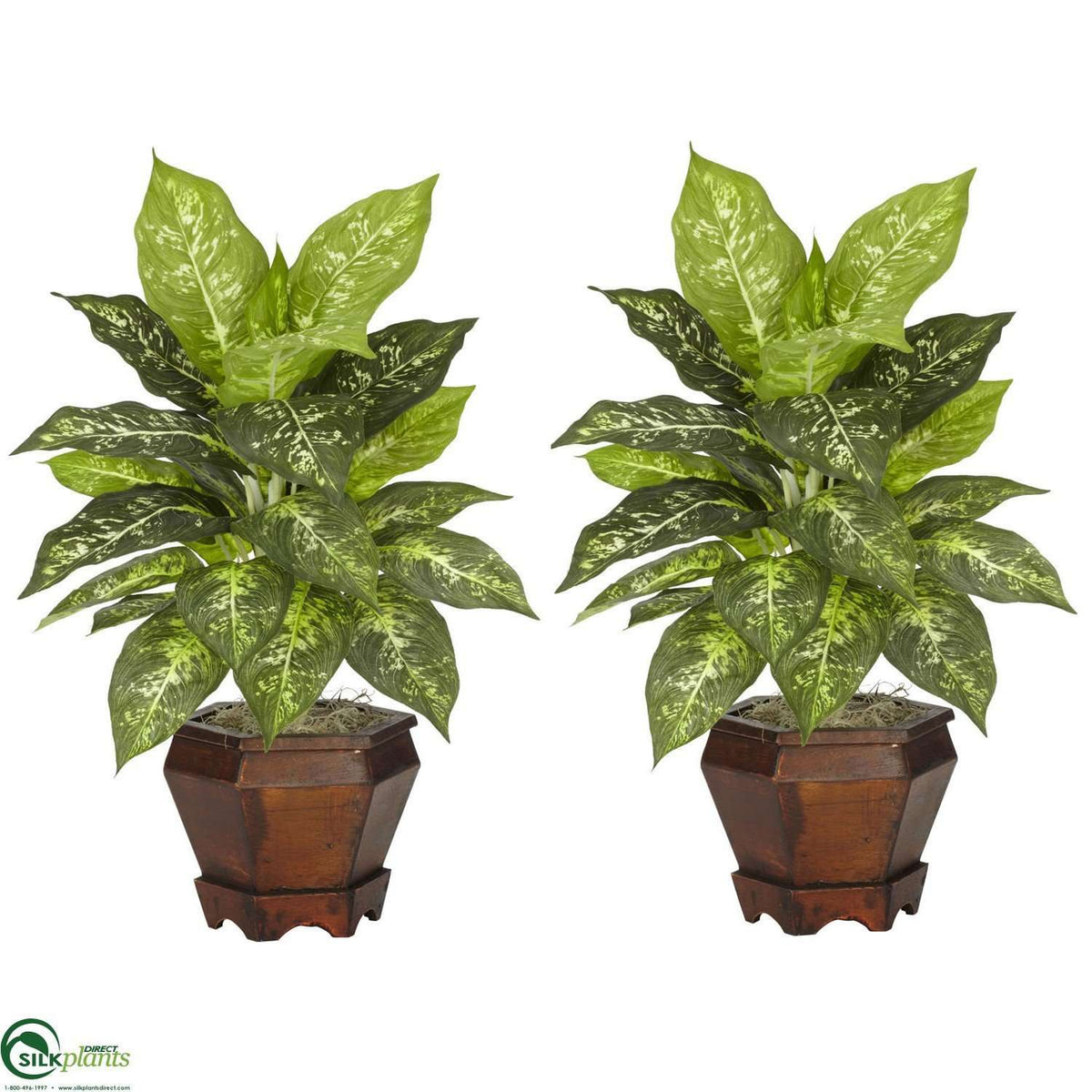 Dieffenbachia Variegated Pack of 2 (CRV2S2176S