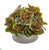 Silk Plants Direct Coleus Artificial Plant - Pack of 1