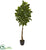 Silk Plants Direct Beech Leaf Artificial Tree - Pack of 1