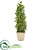 Silk Plants Direct Variegated Holly Leaf Artificial Tree in Country White Planter - Pack of 1