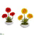 Silk Plants Direct Gerber Daisy and Succulent Artificial Arrangement in White Vase - Orange Yellow - Pack of 2