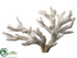 Silk Plants Direct Staghorn Coral - Natural - Pack of 6