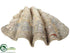 Silk Plants Direct Clam Shell - Natural - Pack of 1