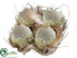 Silk Plants Direct Egg Shell - Natural - Pack of 24