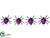 Spider - Black Purple - Pack of 12