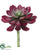 Echeveria Pick - Burgundy - Pack of 12