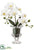 Phalaenopsis Orchid - White - Pack of 6