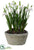 Snowdrop - White - Pack of 4