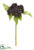 Sedum Spray - Black - Pack of 12