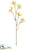 Kangaroo Paw Spray - Yellow Brown - Pack of 12