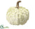 Pumpkin - Cream Green - Pack of 6