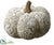 Pumpkin - Beige Antique - Pack of 1