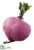 Beet - Purple - Pack of 12