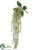 Astilbe Hanging Bush - Cream - Pack of 6