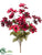 Velvet Cosmos Bush - Burgundy Red - Pack of 12