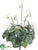 Cyclamen Bush - White - Pack of 12