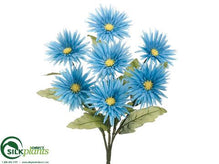 Spider Gerbera Daisy Bush - Aqua - Pack of 12