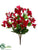 Dianthus Bush - Beauty - Pack of 12