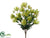 Shasta Daisy Bush - Green Two Tone - Pack of 6