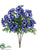 Cineraria Bush - Blue - Pack of 12