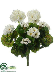 Geranium Bush - White - Pack of 12