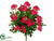 Lantana Bush - Beauty - Pack of 12