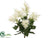 Spider Lily Bush - Cream - Pack of 12