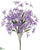 Tweedia Bush - Lavender - Pack of 12