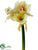 Amaryllis Spray - Green Pink - Pack of 6