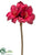 Amaryllis Spray - Burgundy - Pack of 12