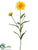 Shasta Daisy Spray - Yellow - Pack of 12