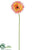 Gerbera Daisy Spray - Cerise Cream - Pack of 24