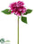 Dahlia Spray - Rubrum - Pack of 12