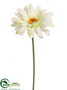Gerbera Daisy Spray - Cream - Pack of 12