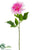 Dahlia Spray - Pink - Pack of 12