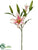 Lily Spray - Cream Rubrum - Pack of 6