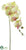 Phalaenopsis Orchid Spray - Green Burgundy - Pack of 12