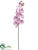 Phalaenopsis Orchid Spray - Lavender - Pack of 6