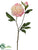 Paper Peony Spray - Cream - Pack of 12