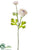 Ranunculus Spray - Beige - Pack of 12