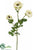 Ranunculus Spray - Cream Green - Pack of 12