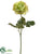 Ranunculus Spray - Green - Pack of 12