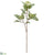 Sorbus Spray - Cream Green - Pack of 12