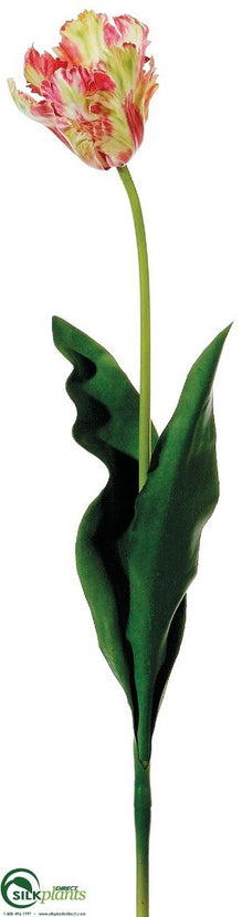 Parrot Tulip Spray - Rose Green - Pack of 12
