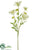 Verbena Spray - White - Pack of 12