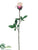 Rose Bud Spray - Cream Beauty - Pack of 12