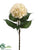 Hydrangea Spray - Cream - Pack of 12