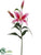 Lily Spray - Rubrum - Pack of 12