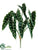Alocasia Bush - Green - Pack of 12